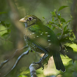 Green Catbird - Lamington NP - Queensland_S4E6919 _ Francesco Veronesi _ Flickr