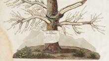 Arbre des dermatoses. Clinique de l’hôpital Saint-Louis ou traité complet des maladies de la peau